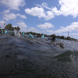 Dive into manatee encounters at Crystal River!